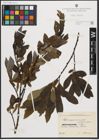 Foto von Salix appendiculata Vill. x Salix phylicifolia L.